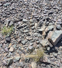 Aristida adscensionis, photograph Urgamal Magsar, CC BY, iNaturalist via GBIF