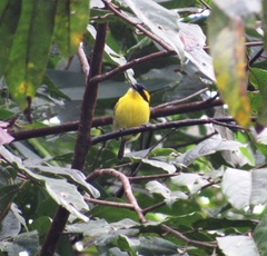 Todirostrum chrysocrotaphum