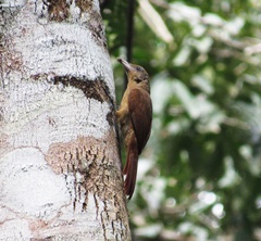 Dendrexetastes rufigula