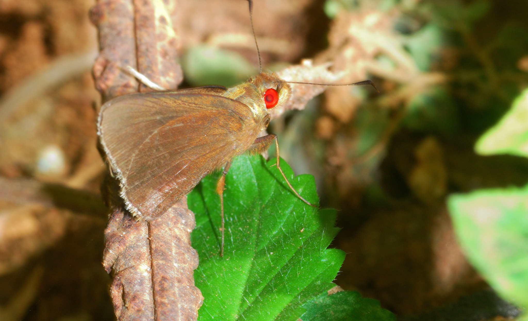 Common Branded Redeye