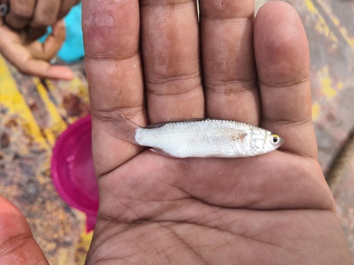 Goldspot mullet (Chelon parsia) — Mugilidae — 2