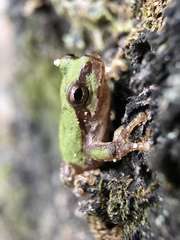 Hyla japonica