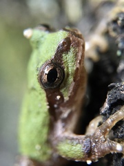Hyla japonica