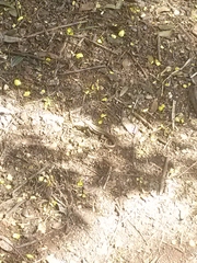 Leiocephalus personatus