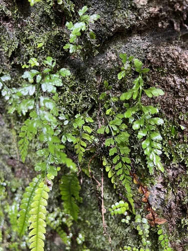 Asplenium cimmeriorum (Asplenium cimmeriorum)