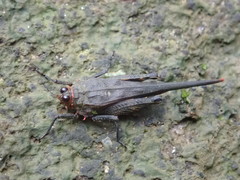 Euscelimena gavialis