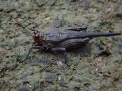 Euscelimena gavialis