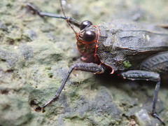 Euscelimena gavialis