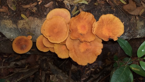Orange Faint Foot Mushroom