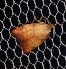 Pycnozancla acribes