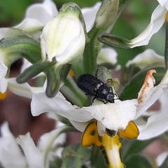 Arthrobrachus nigromaculatus