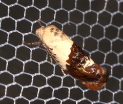Hypertropha chlaenota