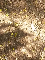 Leiocephalus personatus