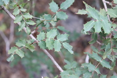 Berberis swaseyi