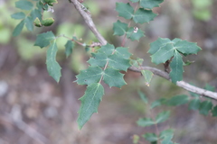 Berberis swaseyi