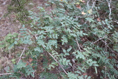 Berberis swaseyi