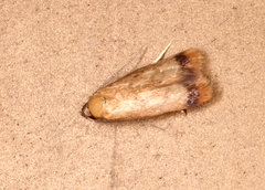 Aeolothapsa acrocosma
