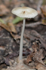 Oudemansiella limonispora