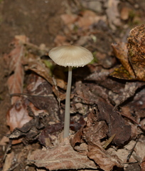 Oudemansiella limonispora