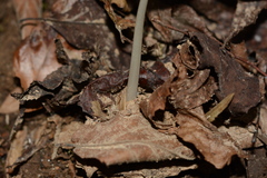 Oudemansiella limonispora