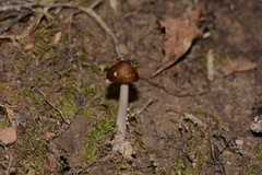 Oudemansiella limonispora