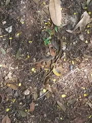 Leiocephalus personatus