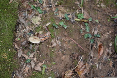 Oudemansiella limonispora