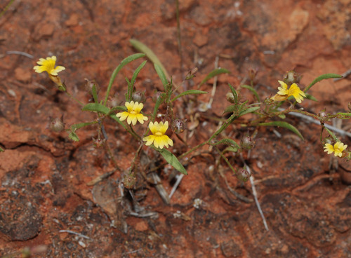 mallee goodenia (Goodenia fascicularis)