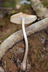 Oudemansiella limonispora