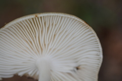 Oudemansiella limonispora