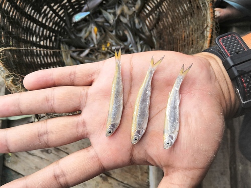 Large razorbelly minnow (Salmostoma bacaila) — Cyprinidae — 4