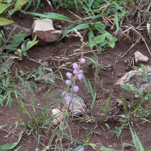 Mimosa xanthocentra