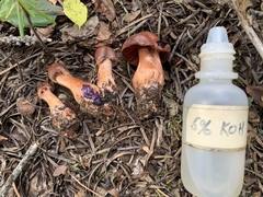 Cortinarius californicus