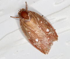Euchaetis