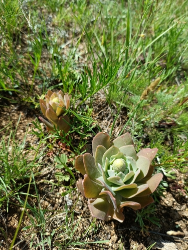 Orostachys malacophylla
