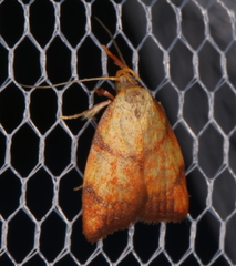 Pycnozancla acribes