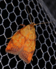 Pycnozancla acribes