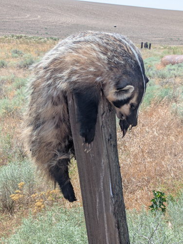 American Badger photographed in Oregon