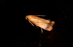 Aeolothapsa acrocosma