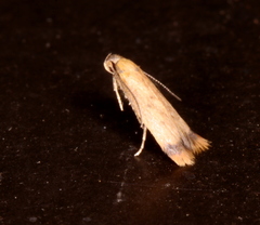 Aeolothapsa acrocosma