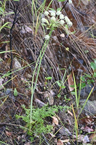 Jakutsk Snowparsley (Cnidium cnidiifolium)