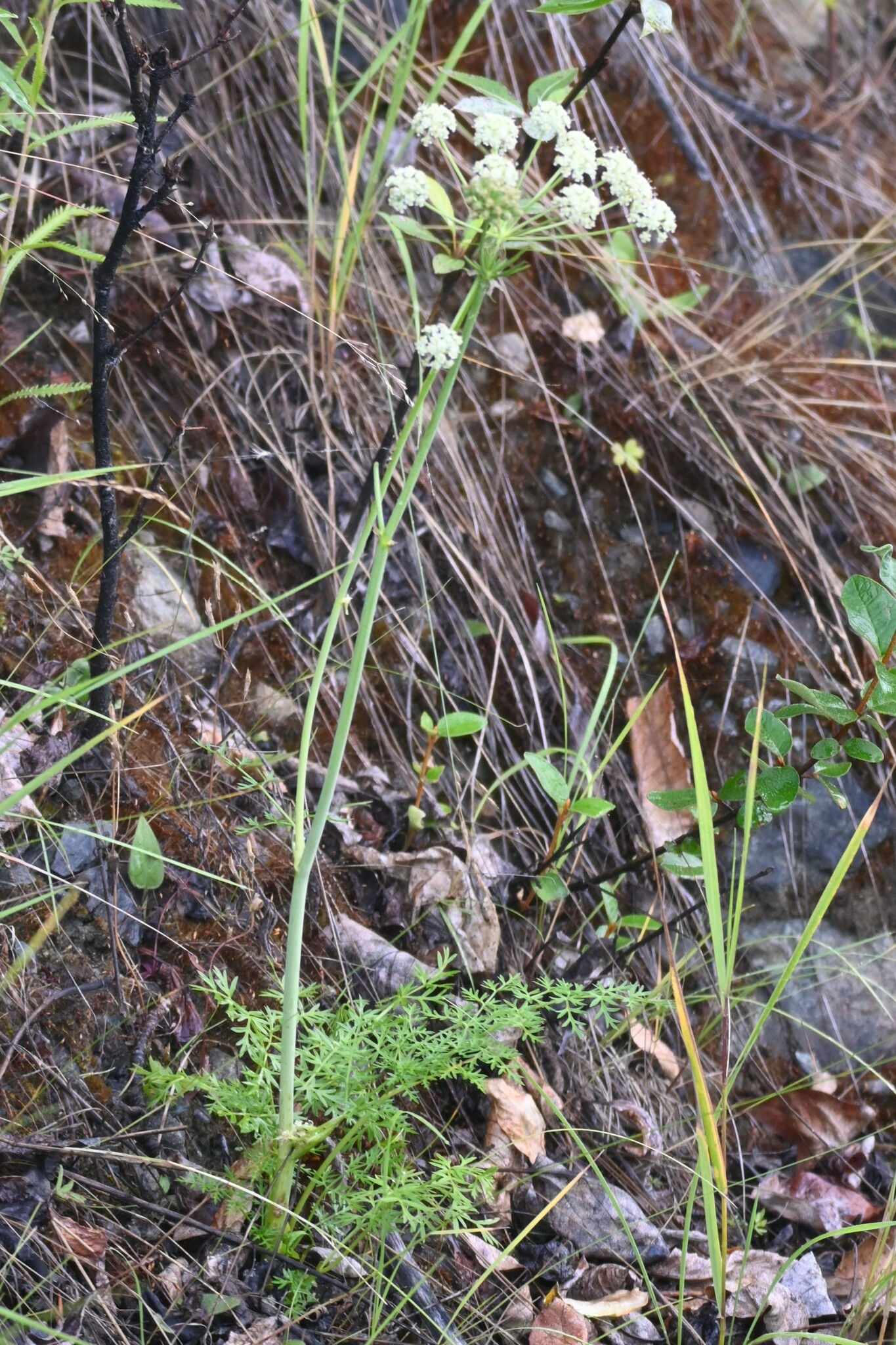 Jakutsk Snowparsley (Cnidium cnidiifolium)