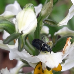 Arthrobrachus nigromaculatus