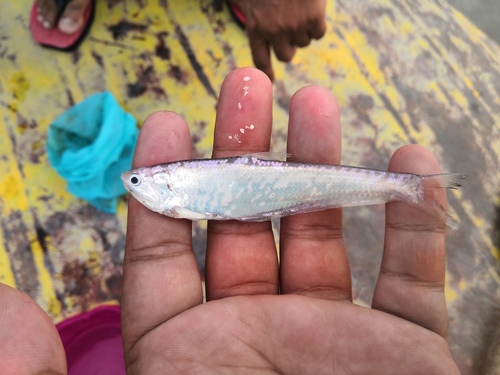 Oblique-jaw thryssa (Thryssa purava) — Engraulidae