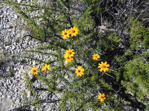 Zinnia juniperifolia (Zinnia juniperifolia)