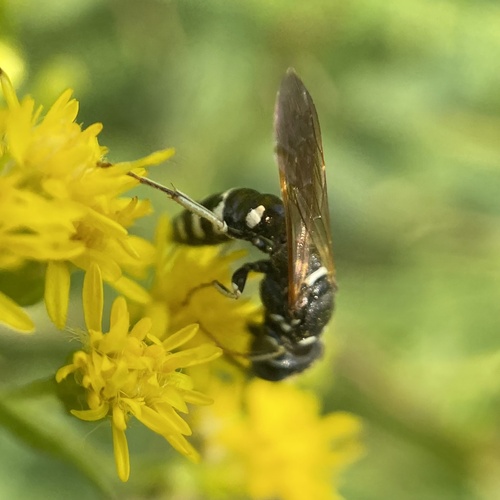 Philanthus politus photo 2