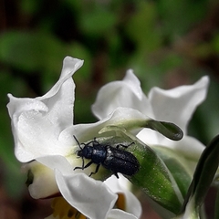 Arthrobrachus nigromaculatus