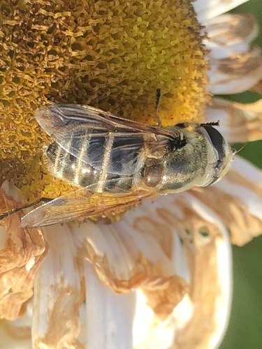 Yellow-shouldered Drone Fly