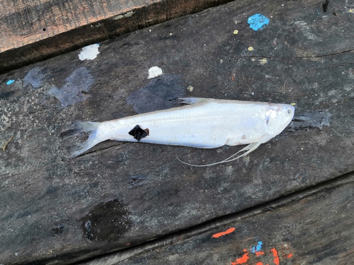 Gangetic anchovy (Setipinna phasa) — Engraulidae