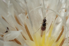 Mythicomyiidae
